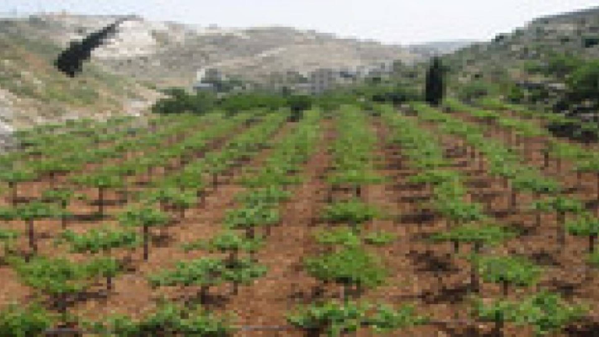 العربية لحماية الطبيعة تعلن عن استكمال حملة زراعة الأشجار في الأردن وفلسطين .. صور