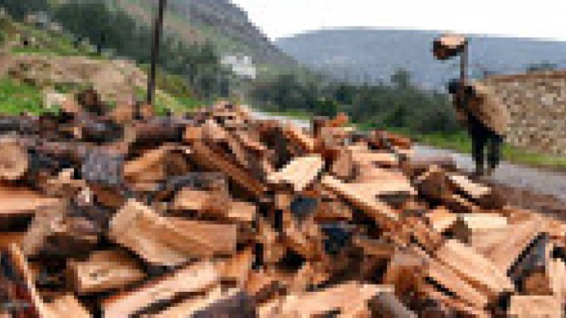 "الزراعة" تشدد التدقيق على تصاريح التحطيب