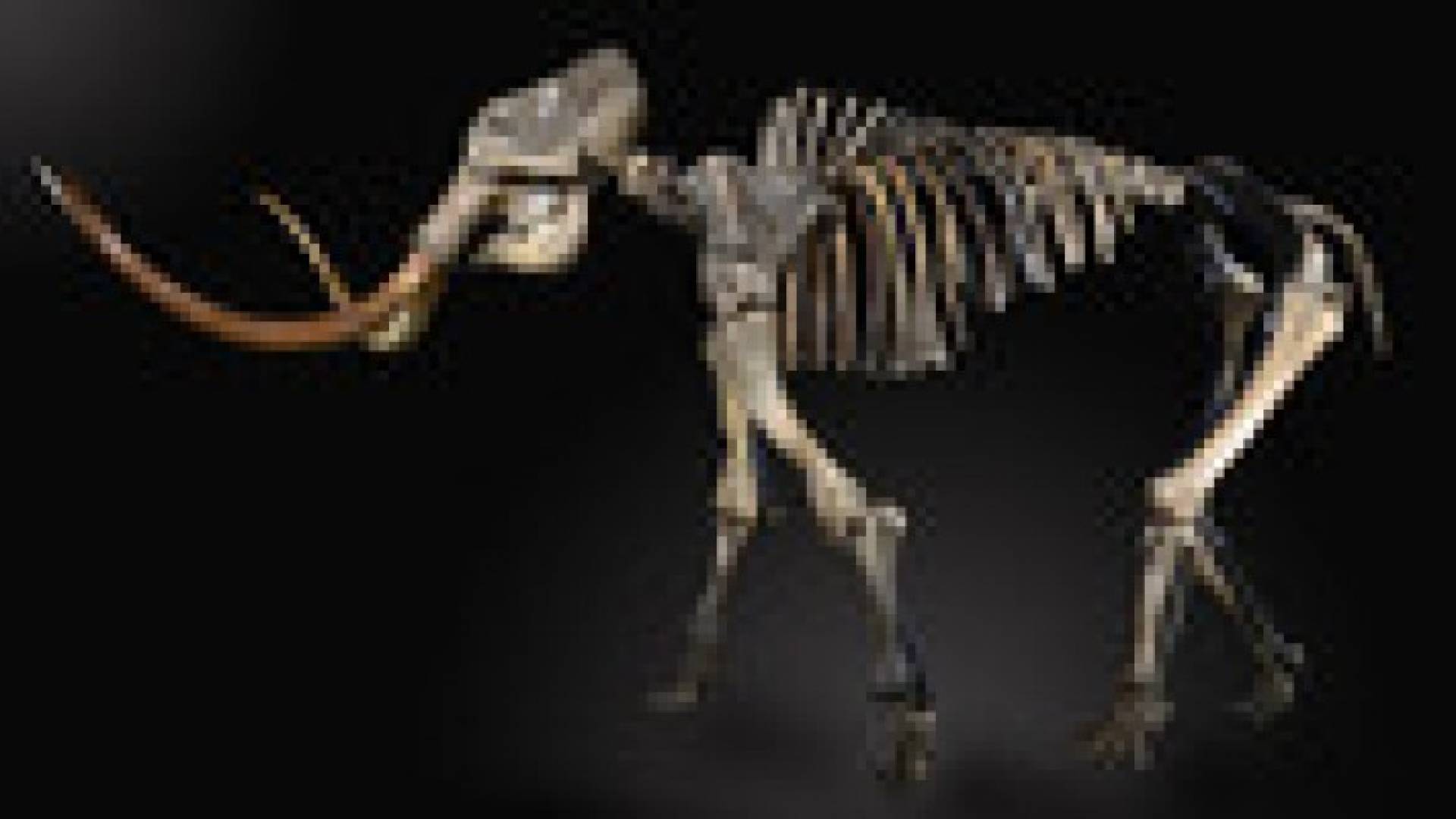 300 ألف دولار مقابل هيكل عظمي لفيل "ماموث