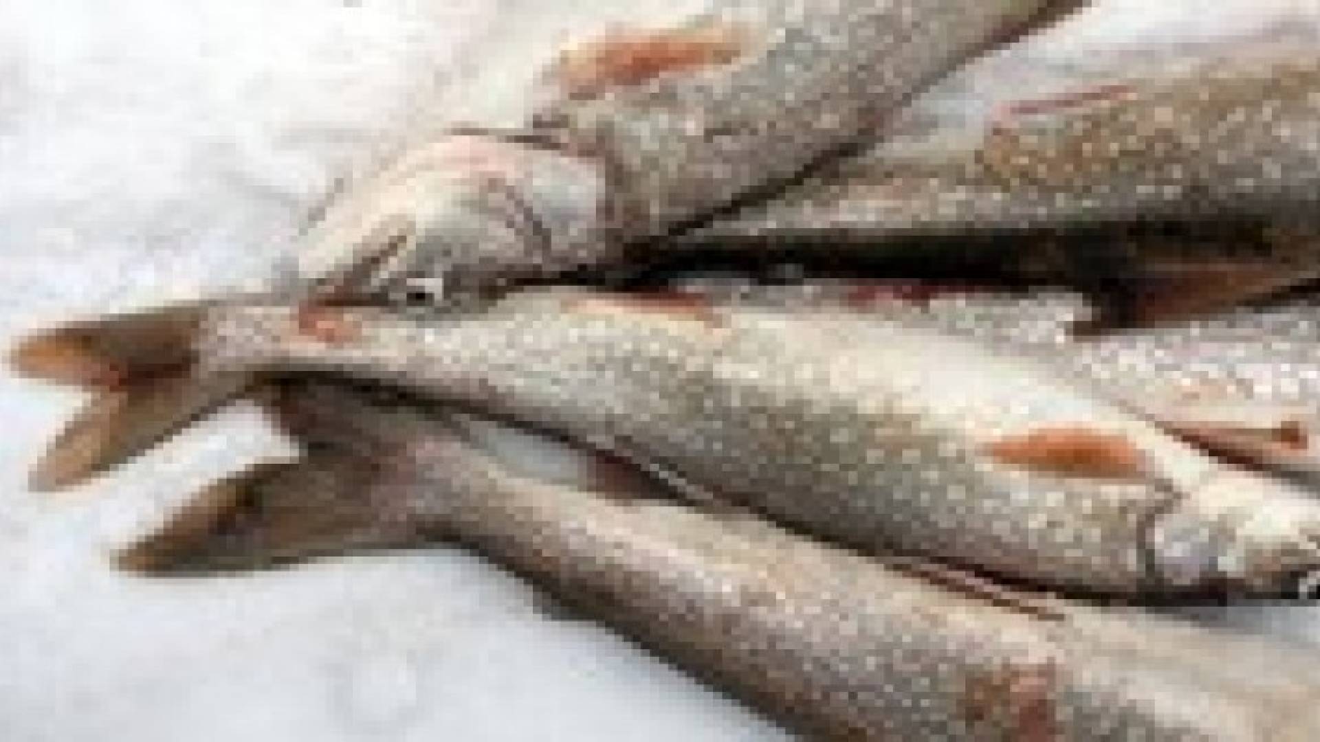 تناول الأسماك يقلل احتمال سرطان القولون