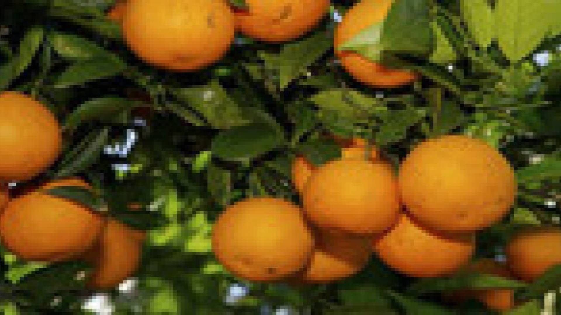 "الزراعة" تنفي إصابة الحمضيات بـ"الدود الأبيض"