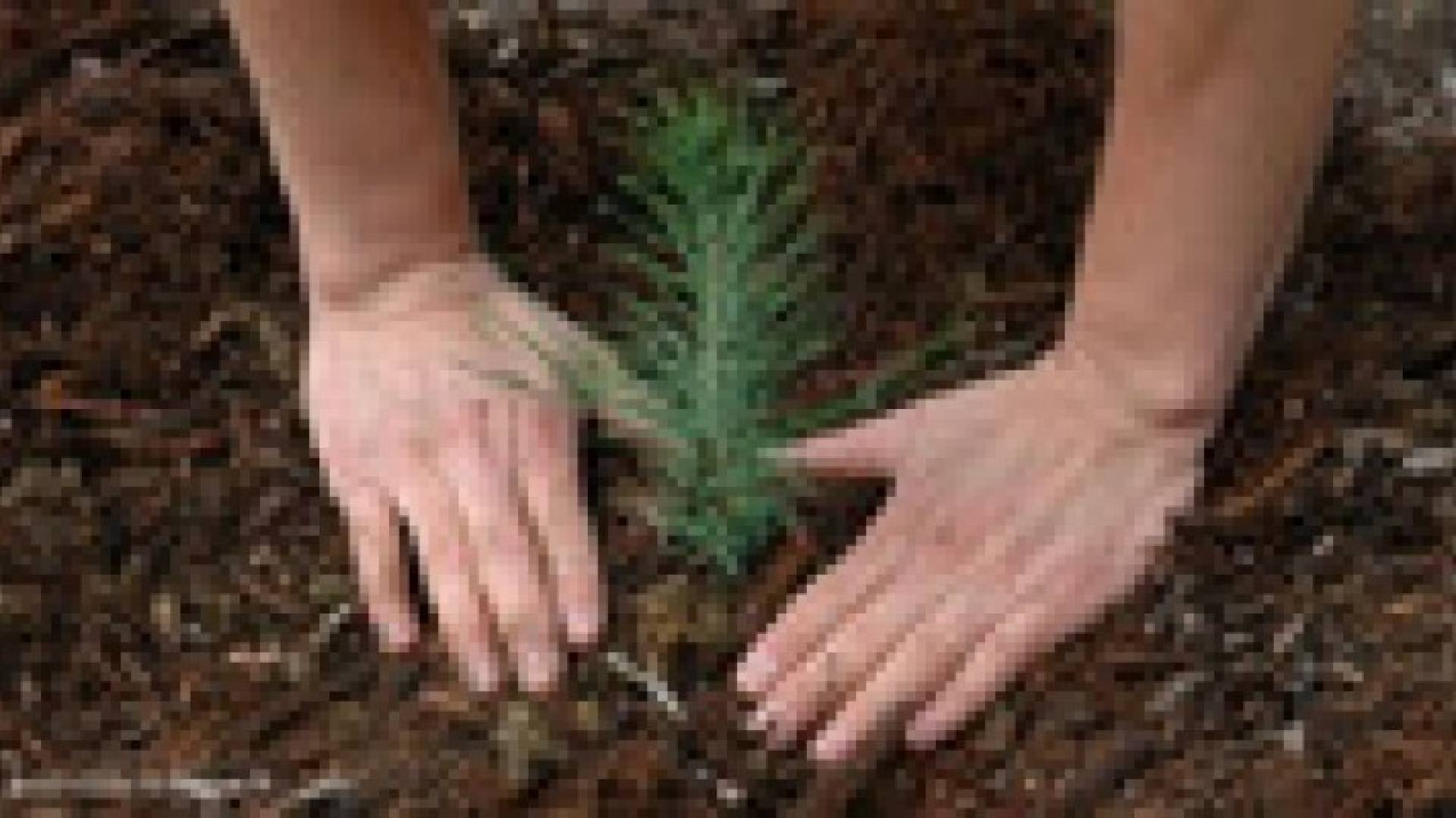 اطلاق الحملة الثالثة لزراعة مليون شجرة بالأردن وفلسطين