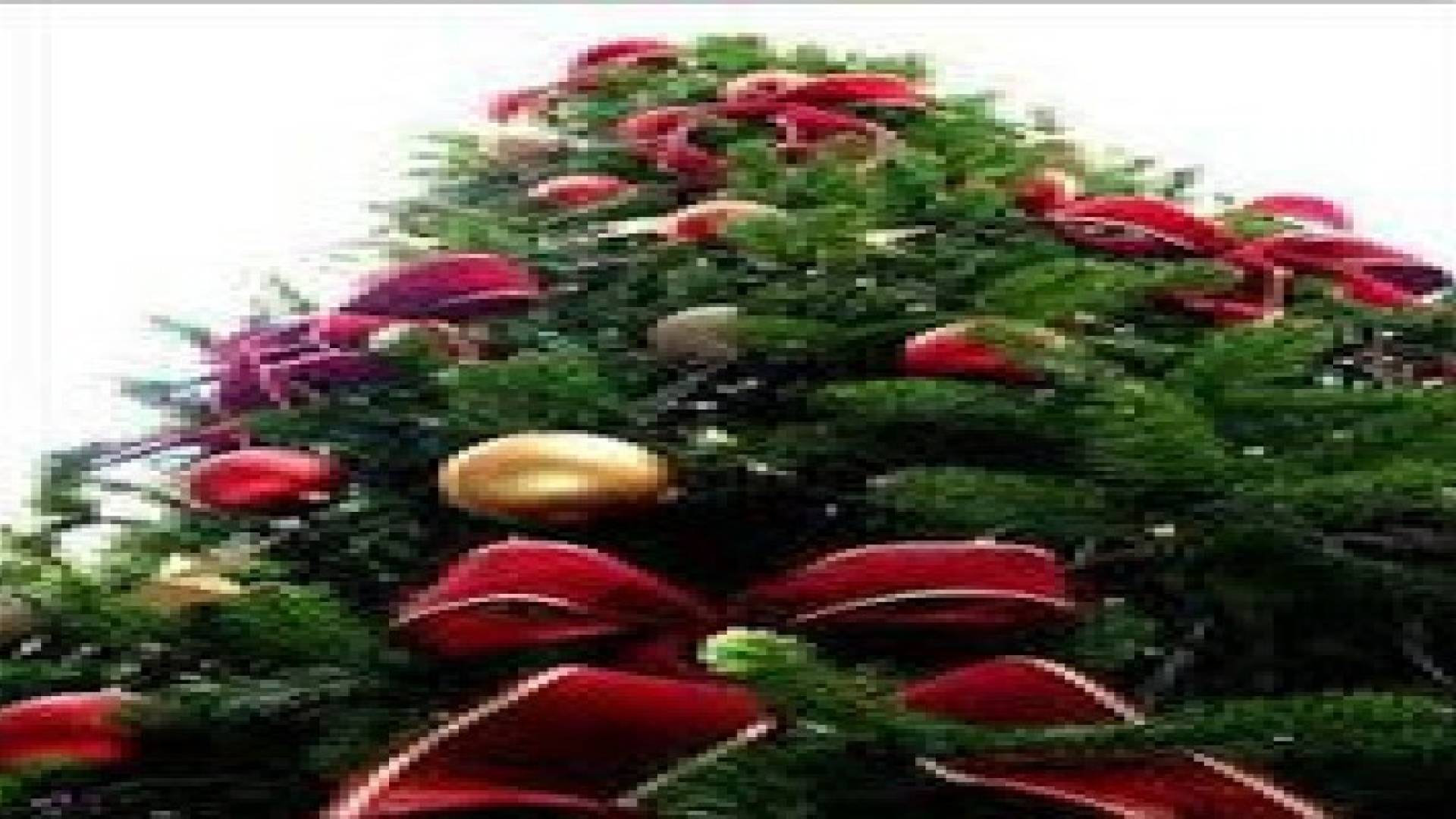 كنيسة الروم الكاثوليك في الزرقاء تحتفل بإضاءة شجرة عيد الميلاد
