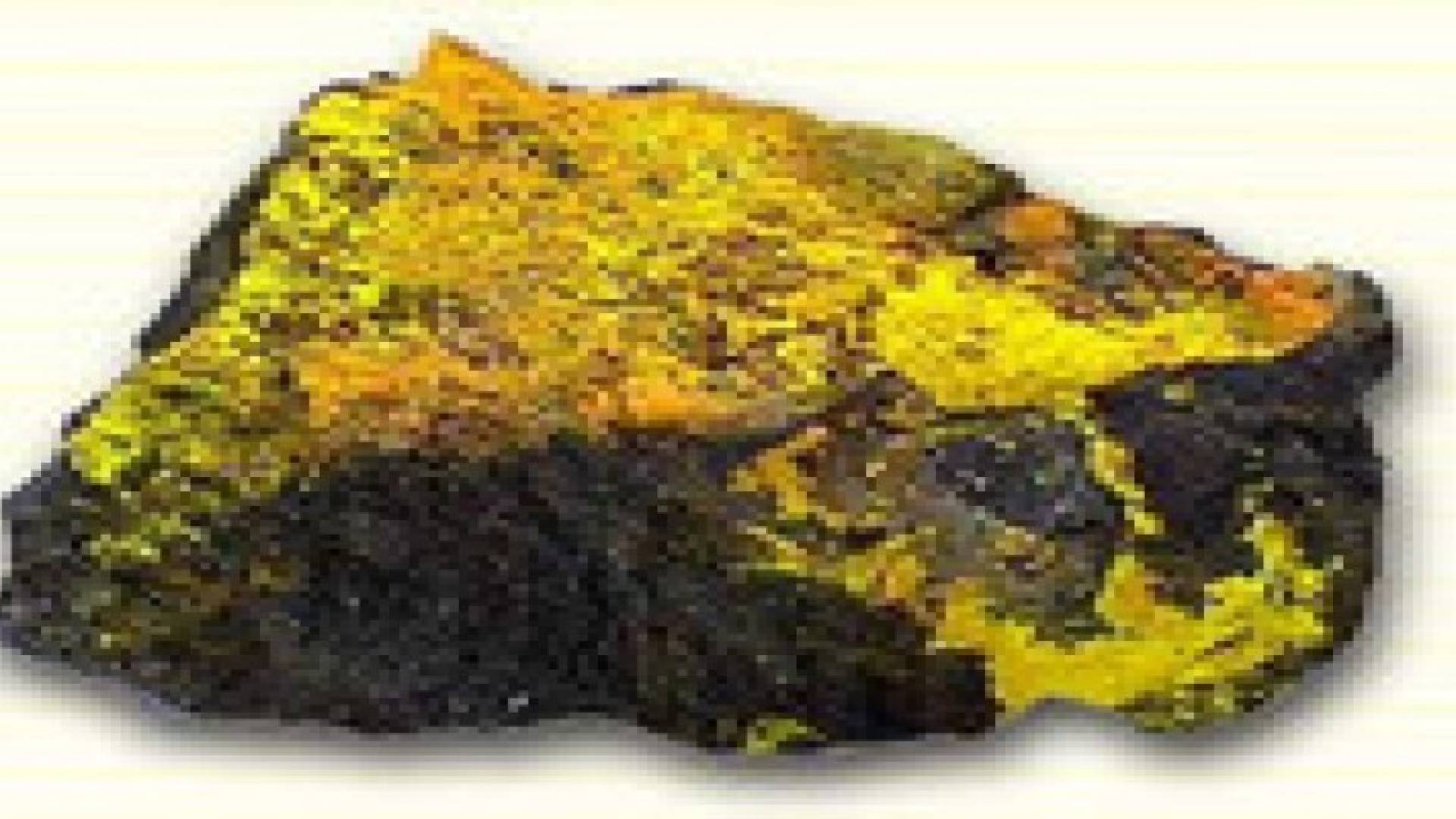 الأردن على عتبة إنتاج "الكعكة الصفراء"