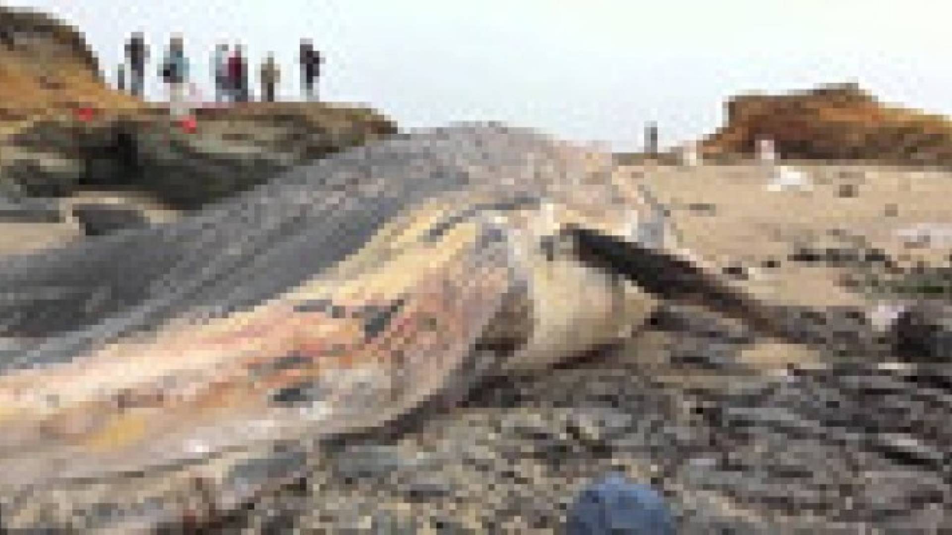 جنوح 6 حيتان ضخمة إلى شواطئ أستراليا