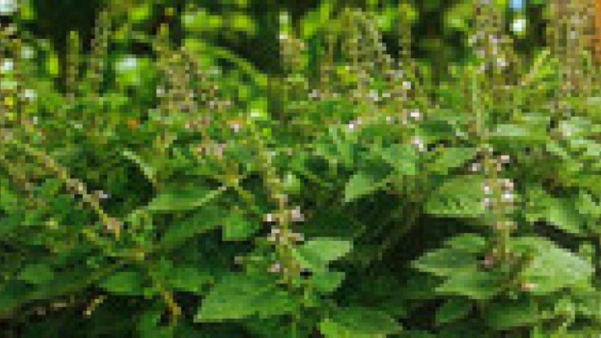 الاردن يصدر 374 طن ريحان خلال عامي 2013 و 2014