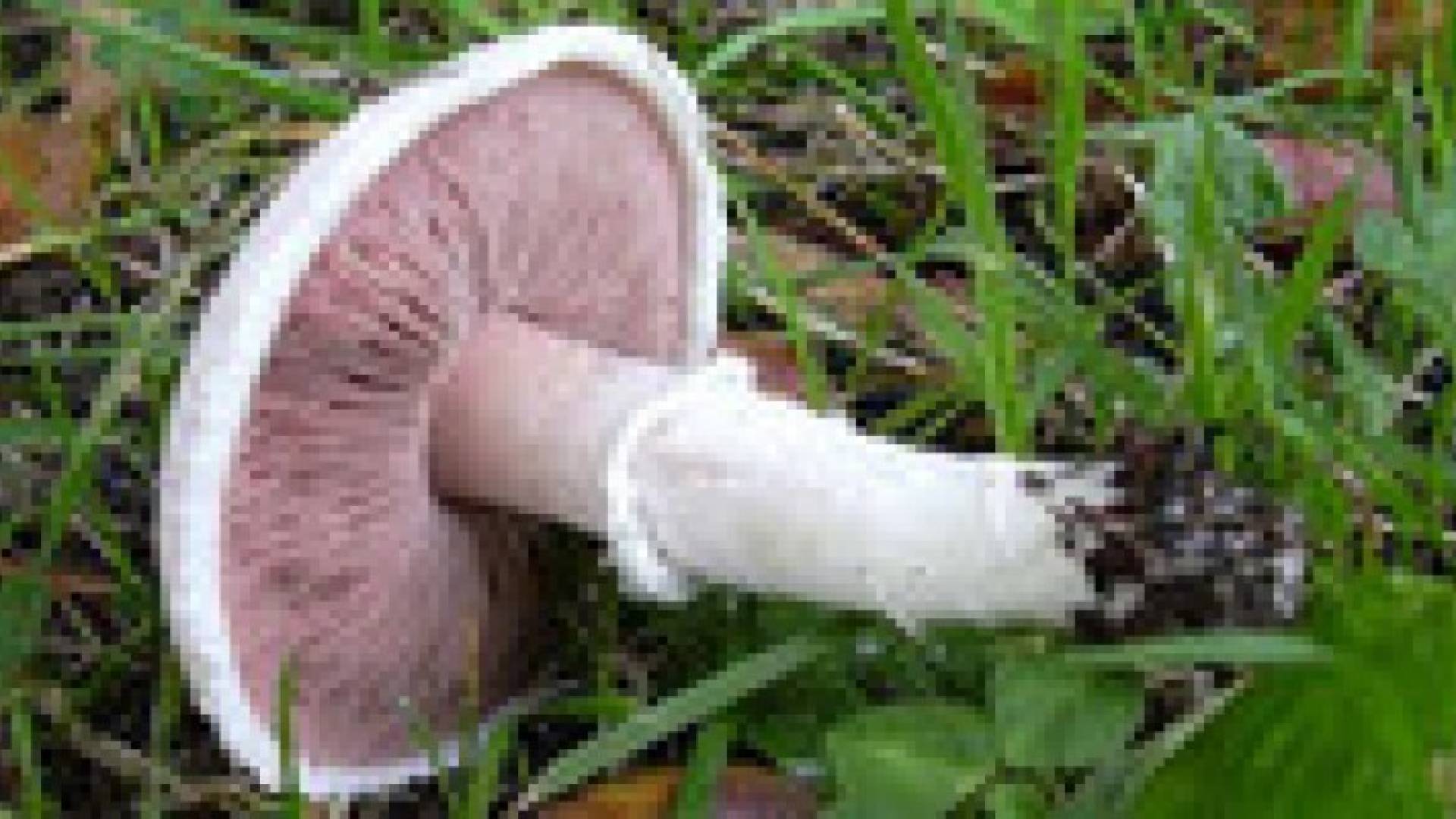 15 حالة تسمم بتناول فطر سام في اربد