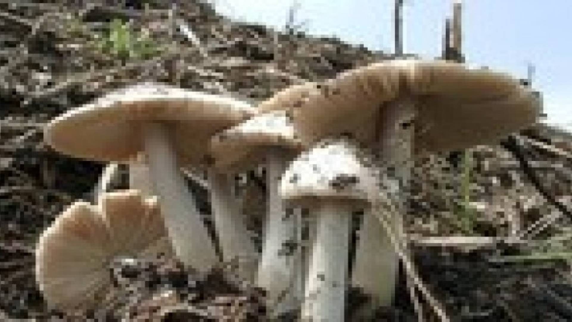وزارة الصحة تحذر من تناول الفطر البري السام