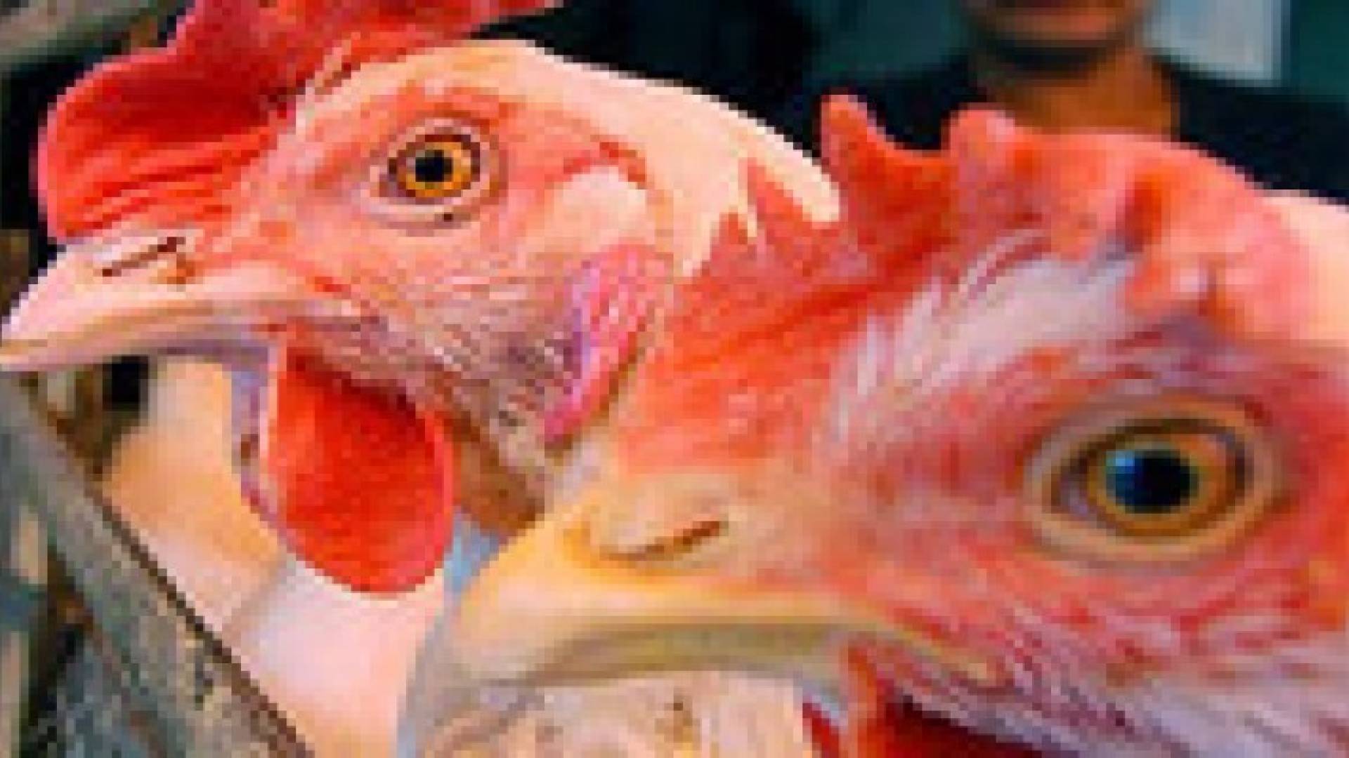 اكتشاف إصابة ثانية بانفلونزا الطيور بألمانيا