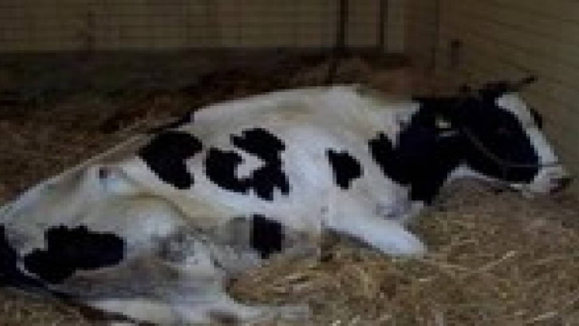 ضبط بقرة نافقة قبل توريدها لملحمة في الزرقاء