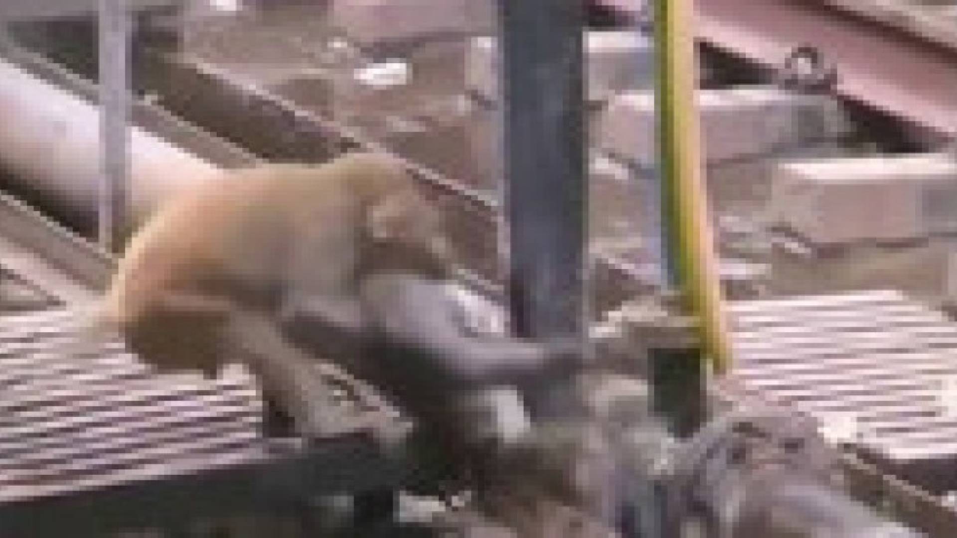 بالفيديو.. كيف أنقذ هذا القرد "البطل" صديقه من الموت