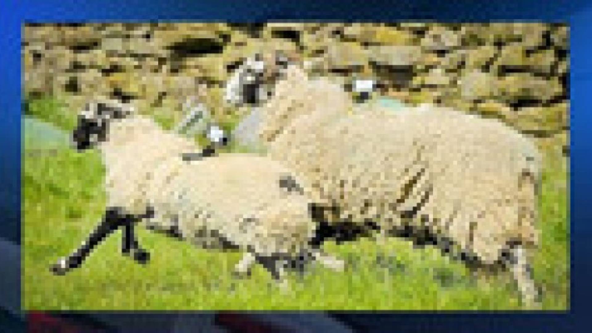 استخدام الأغنام لحل مشكلة ضعف إشارة واي فاي في الريف