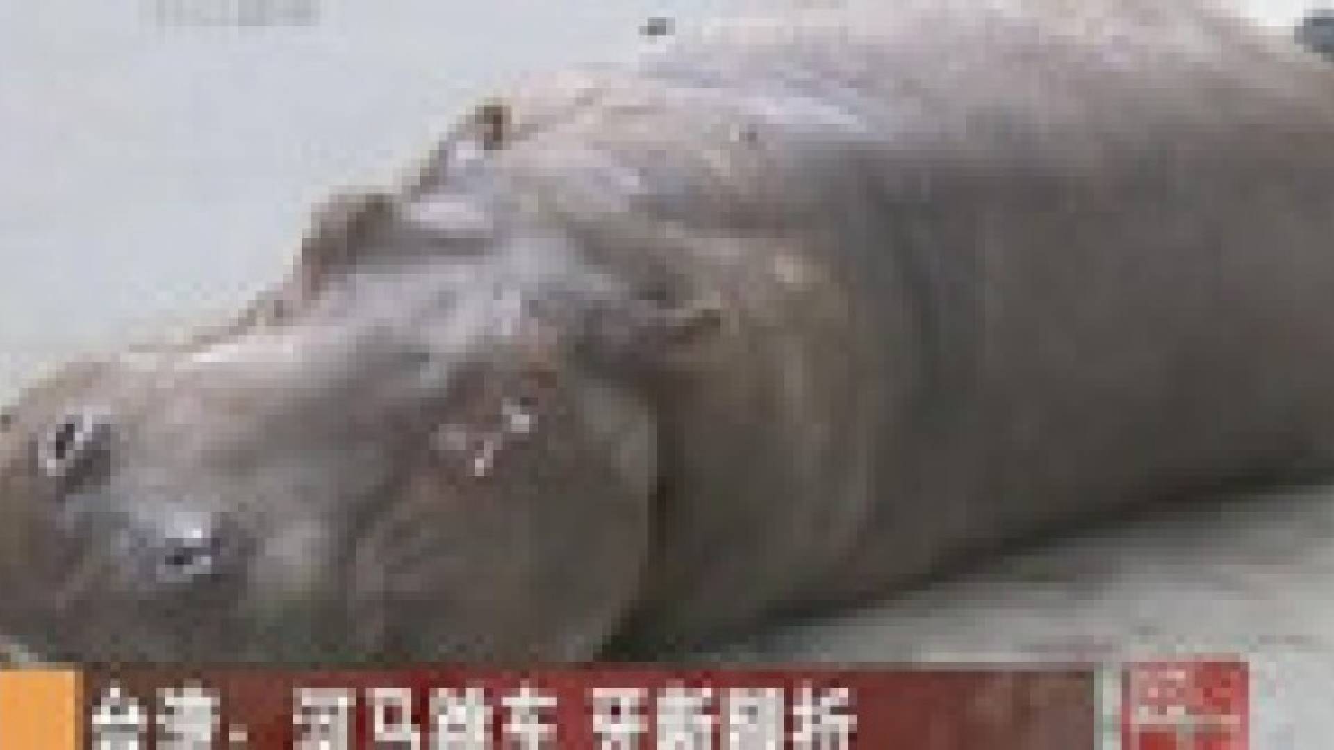 بالفيديو.. فرس نهر يقفز من شاحنة في تايوان