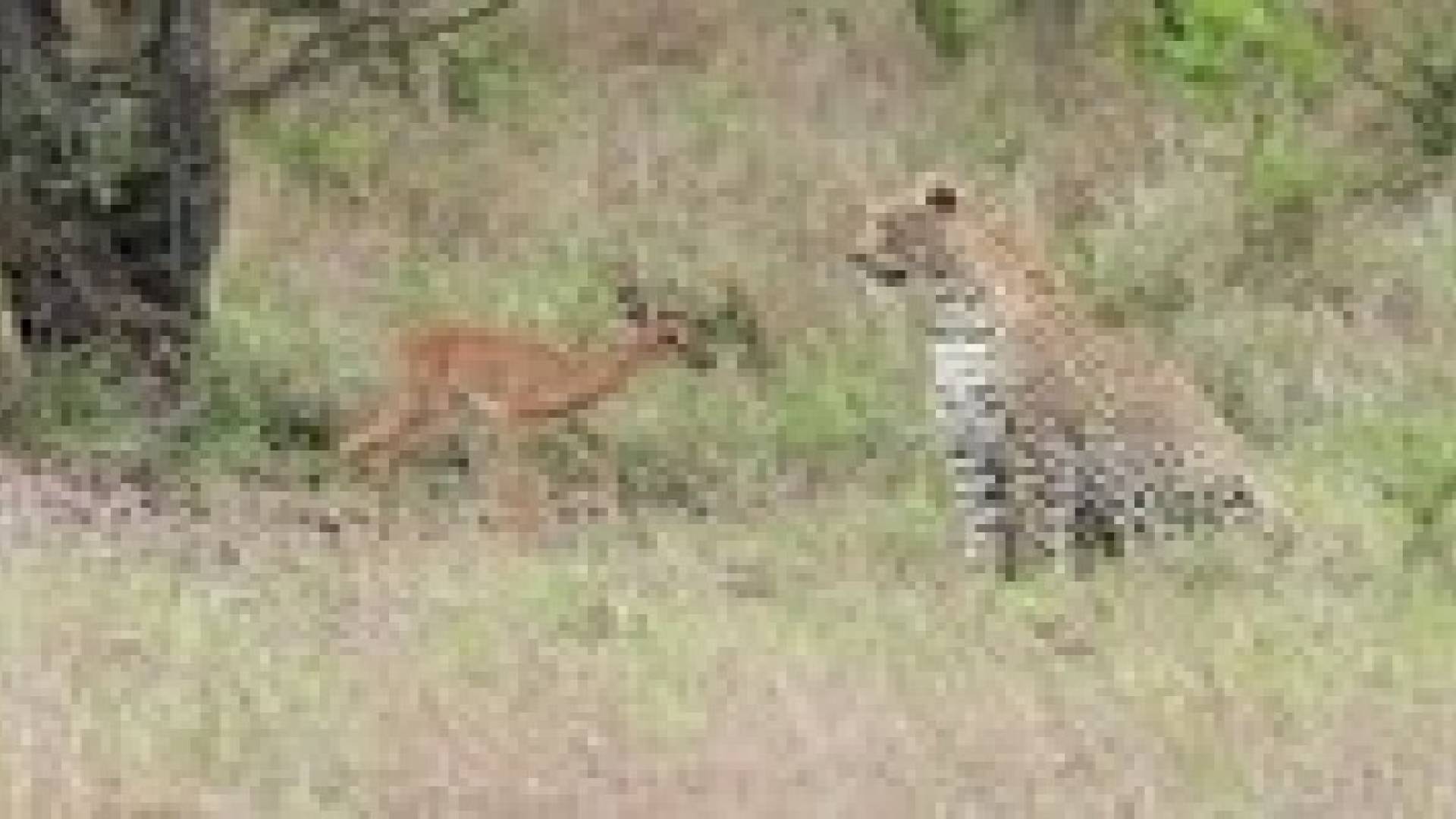 غزال صغير يقلب موازين الطبيعة .. فيديو