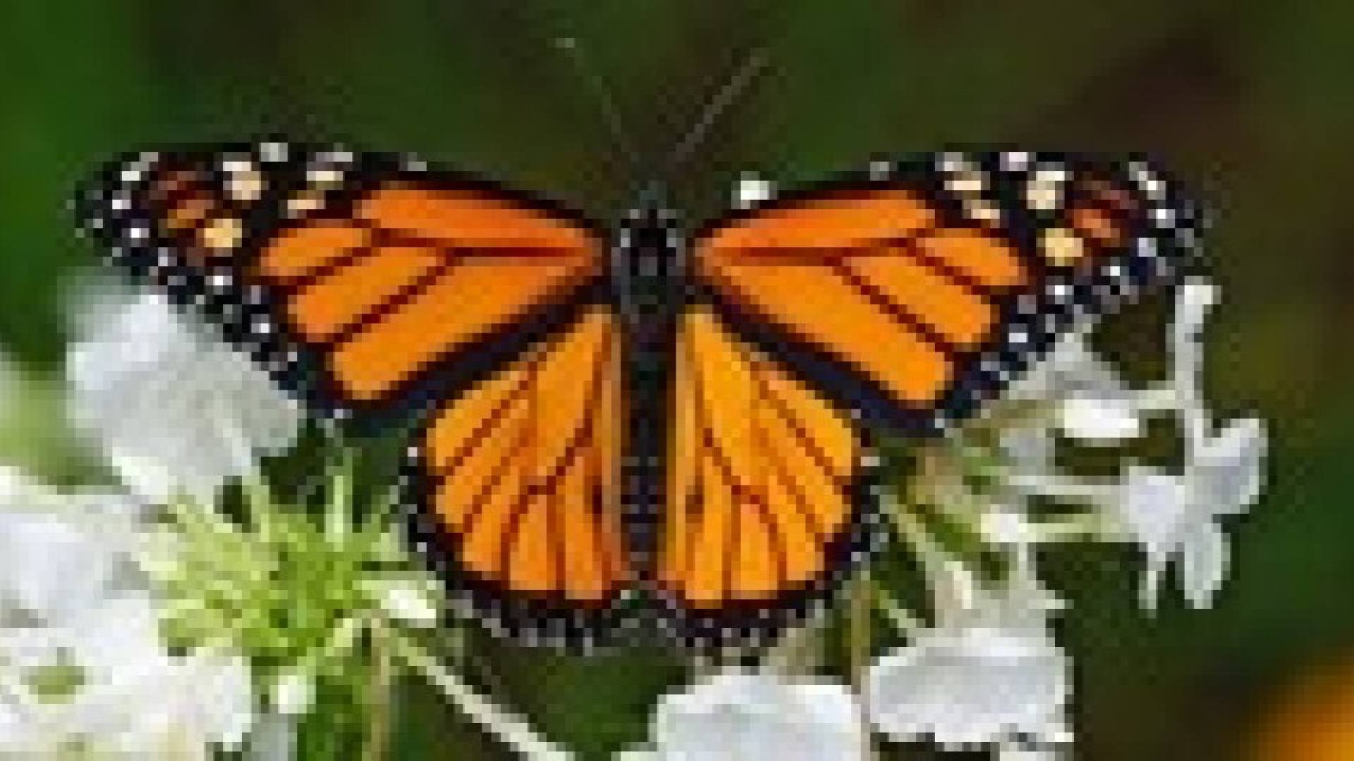 الفراشات الملكية تواجه خطر الانقراض