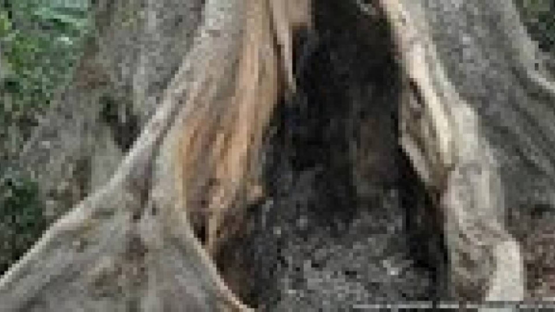 علماء: شجرة في غينيا سبب انتشار إيبولا