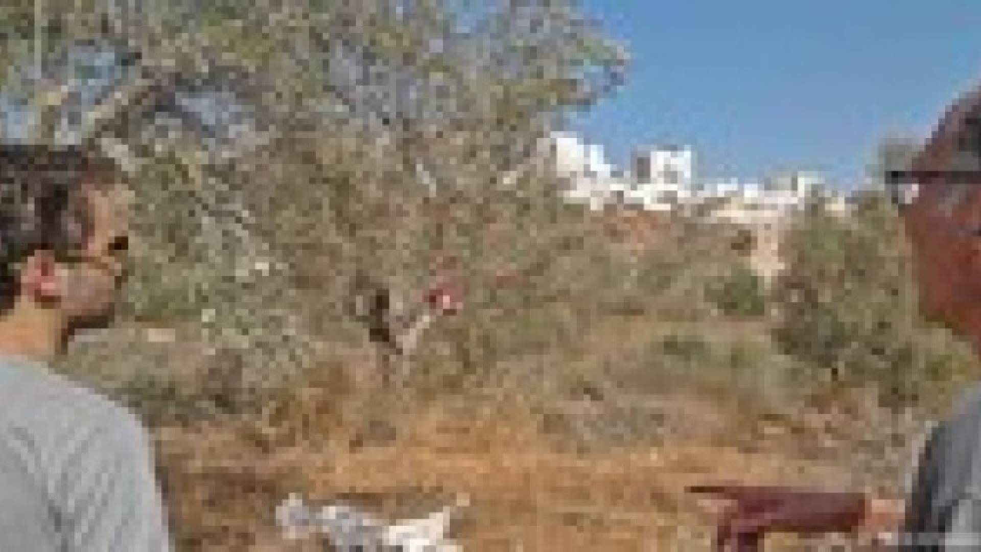 مستوطنون يرشقون دبلوماسيين أمريكيين بالحجارة في الضفة الغربية