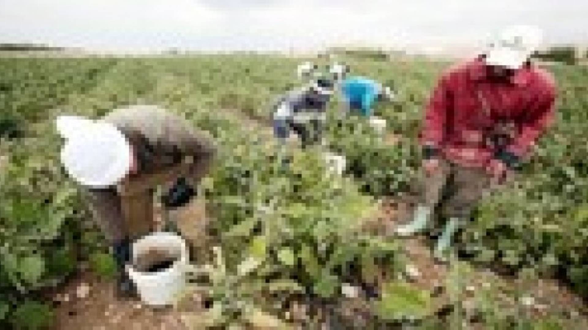 سلطة وادي الأردن : خطة طوارئ وكميات مياه اضافية للمزارعين لمواجهة "هدى"