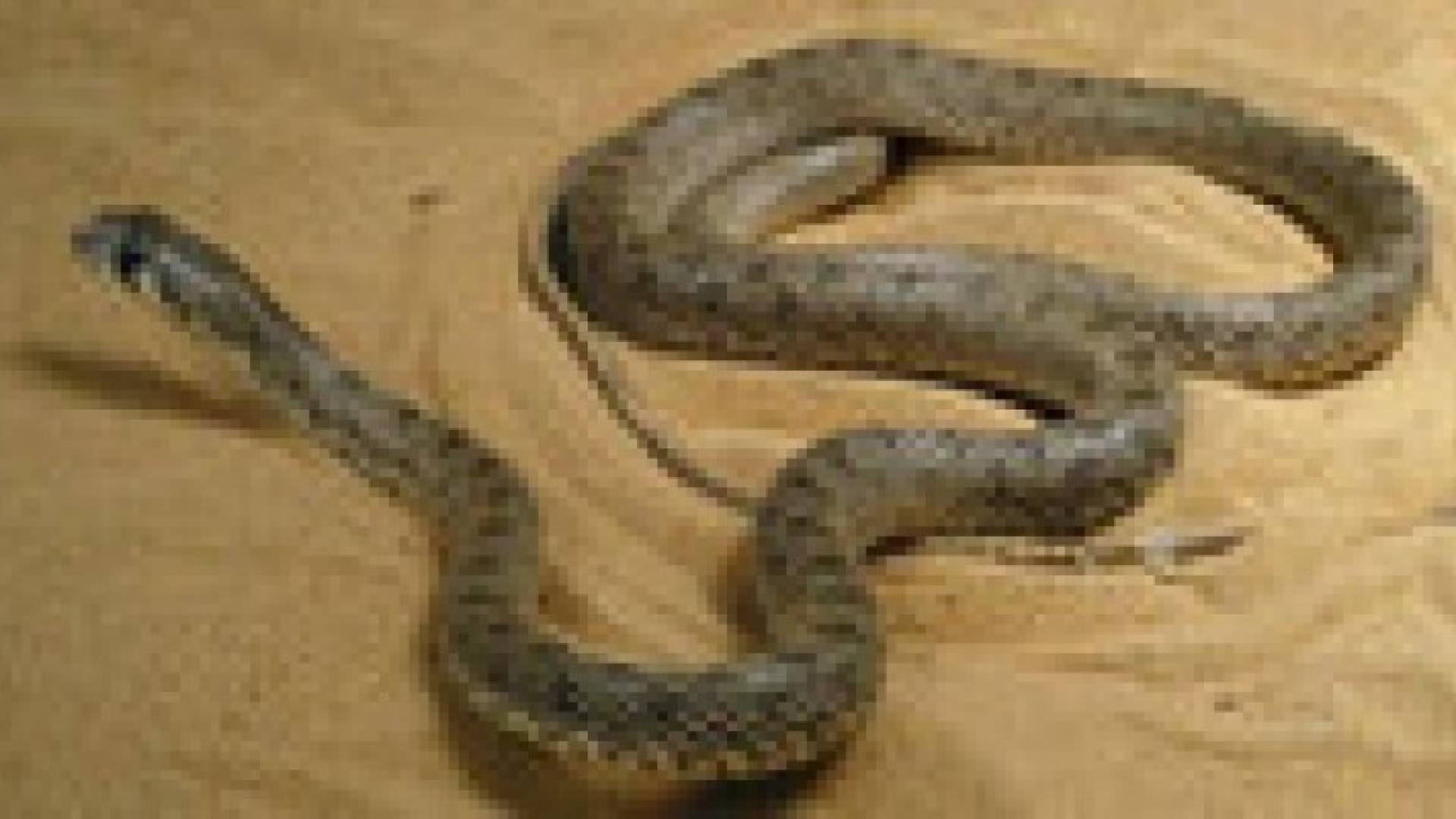 أفعى تتسلل إلى أحد مكاتب كاليفورنيا