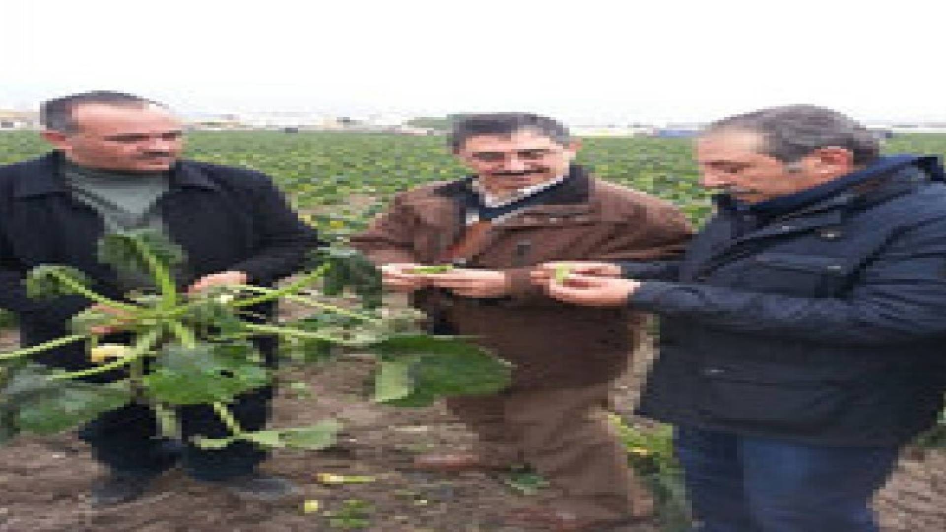 الاصلاح النيابية تطالب بتعويض المزارعين المتضرريين