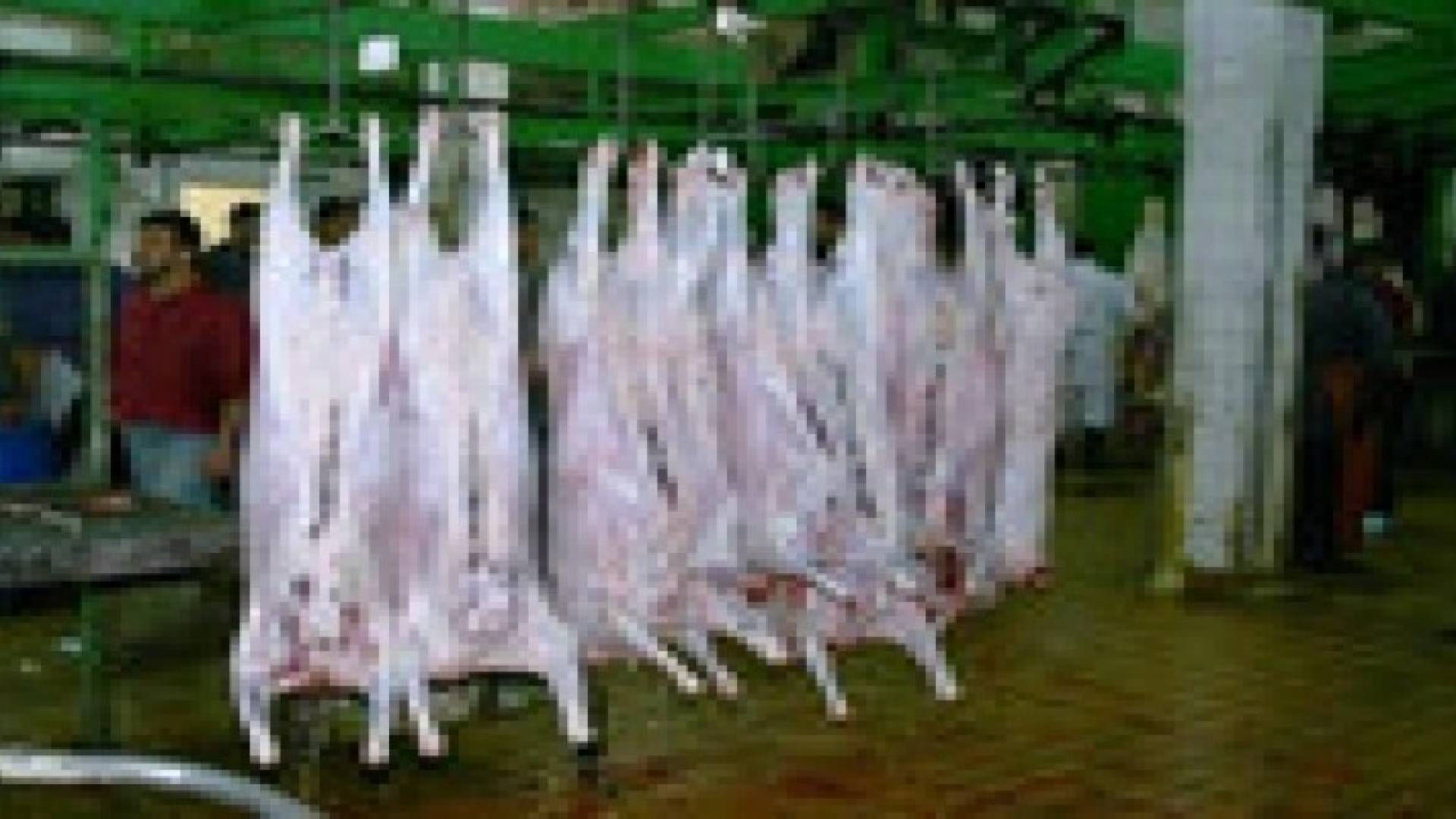 دائرة المسالخ في الأمانة تواصل عملها خلال العاصفة الثلجية