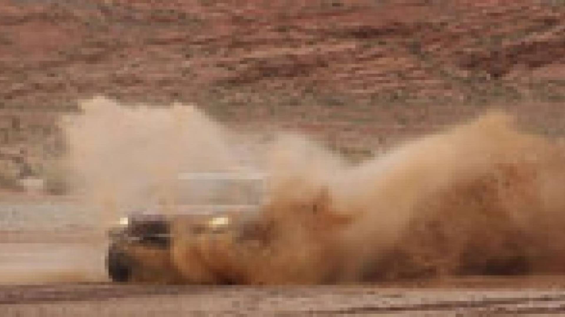 رالي داكار: العطية يحافظ على صدارته والراجحي ثاني المرحلة السابعة