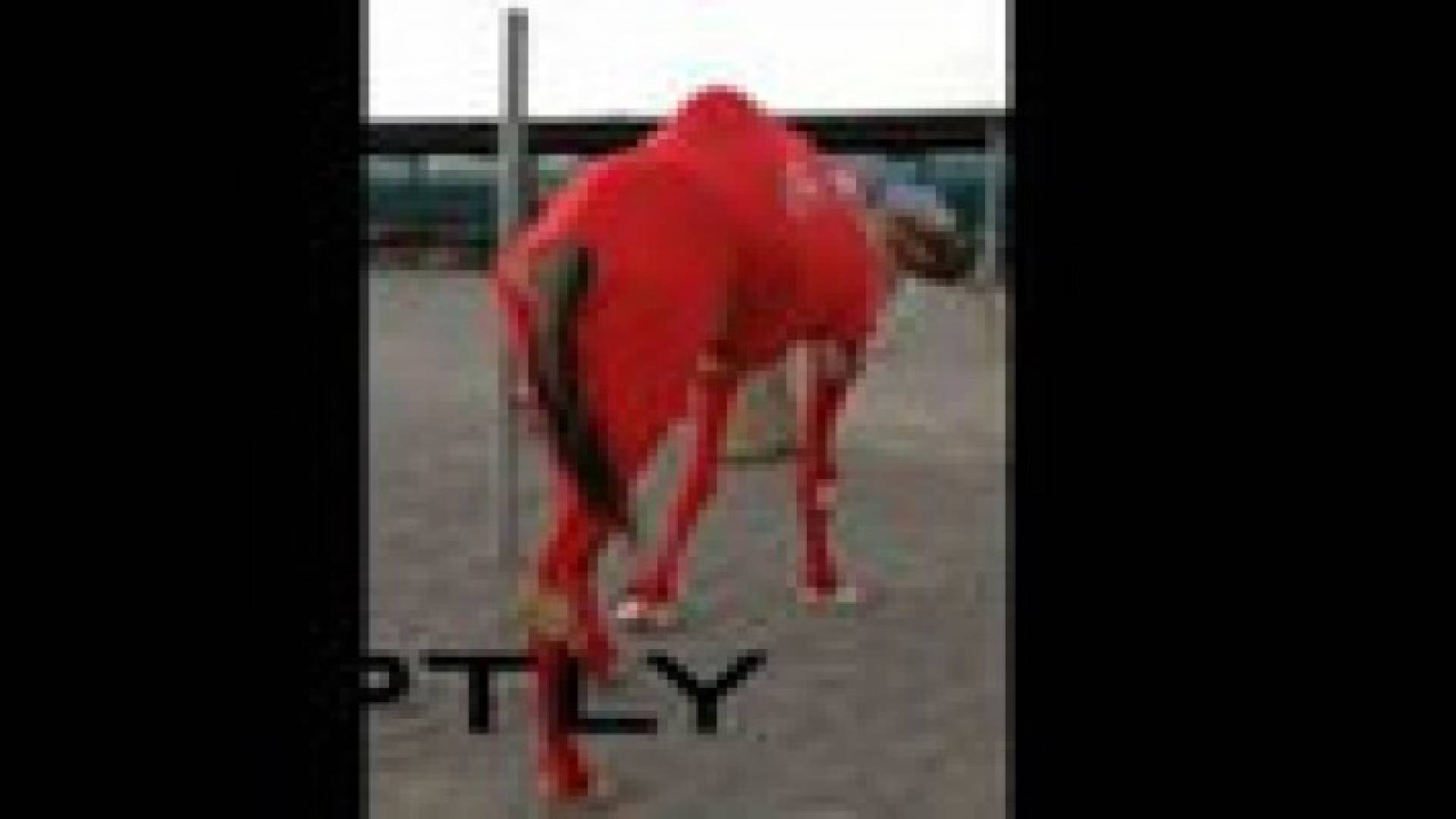 بالفيديو..الجمال ترتدي بدلات رياضية خلال المسابقات في الإمارات