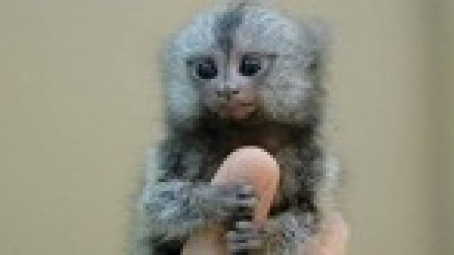 ألطف 10 حيوانات في العالم .. فيديو