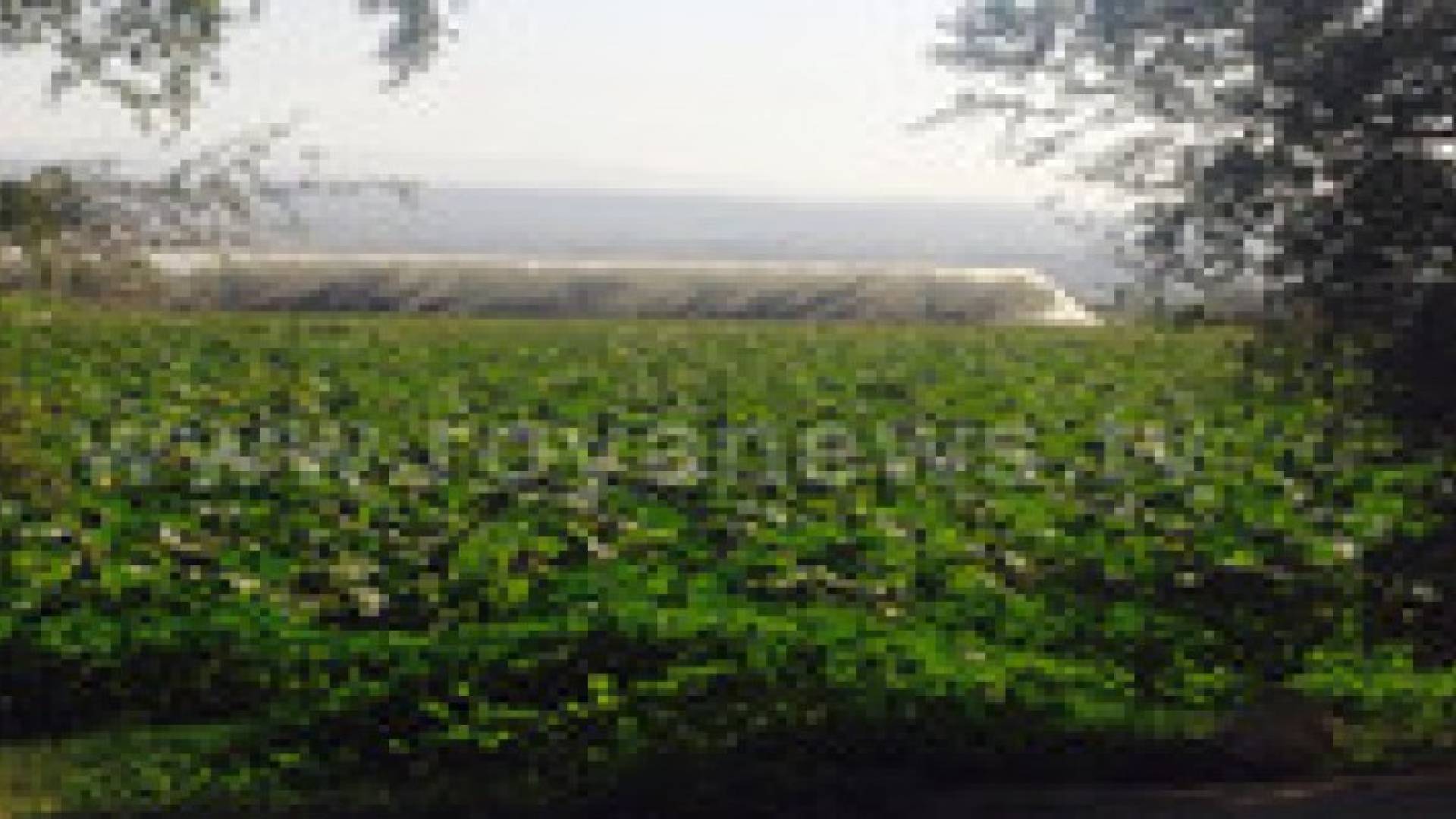 ٨٠٪ نسبة الأضرار بالمزروعات ومحصول الكوسا أبيد تماما