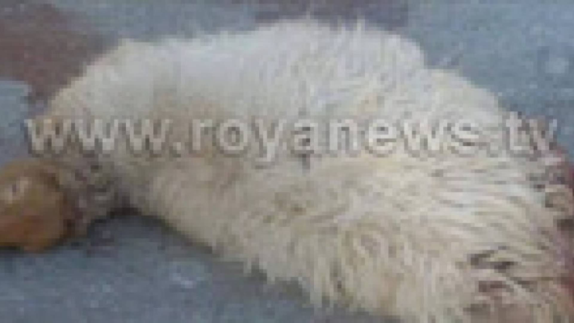 باص يدهس قطيعا من الأغنام في الرمثا.. صور