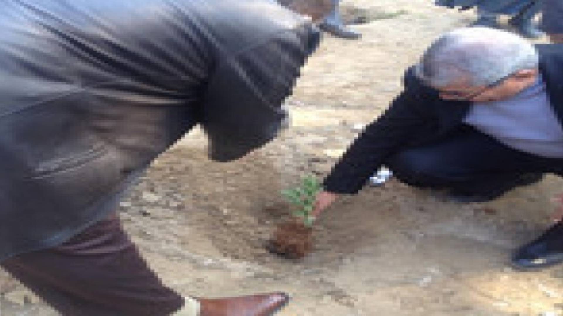 الاحتفال بعيد الشجرة في الاغوار الوسطى