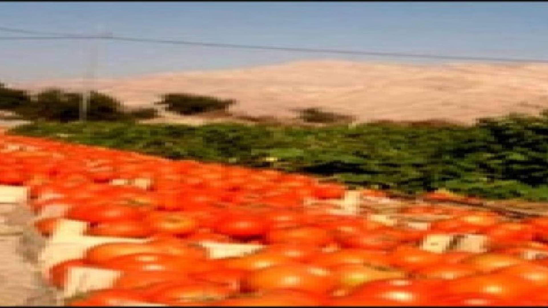 مزارعو وادي الاردن يطالبون بصرف تعويضات عن أضرار العاصفة "هدى"