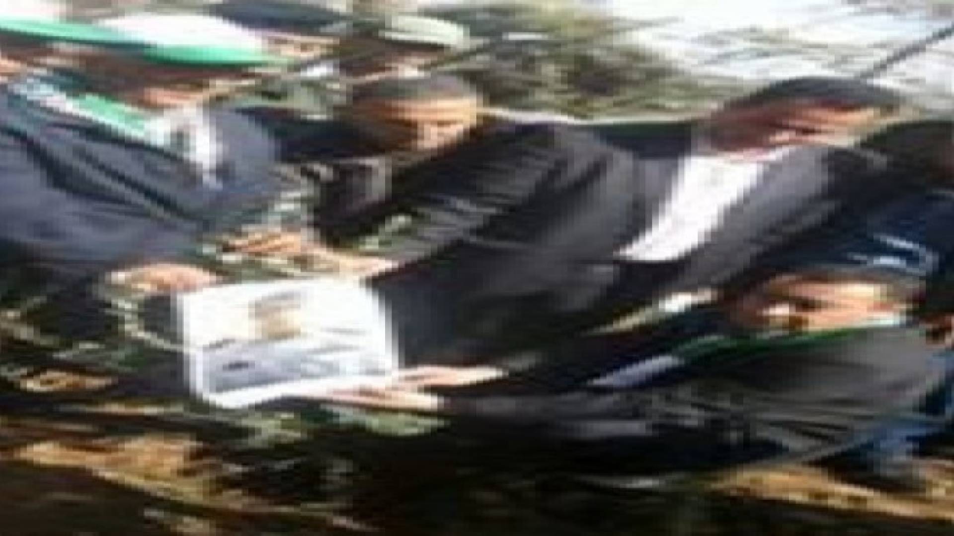 مهد المسيح تزرع شجرة سلام بإسم الشهيد الكساسبة