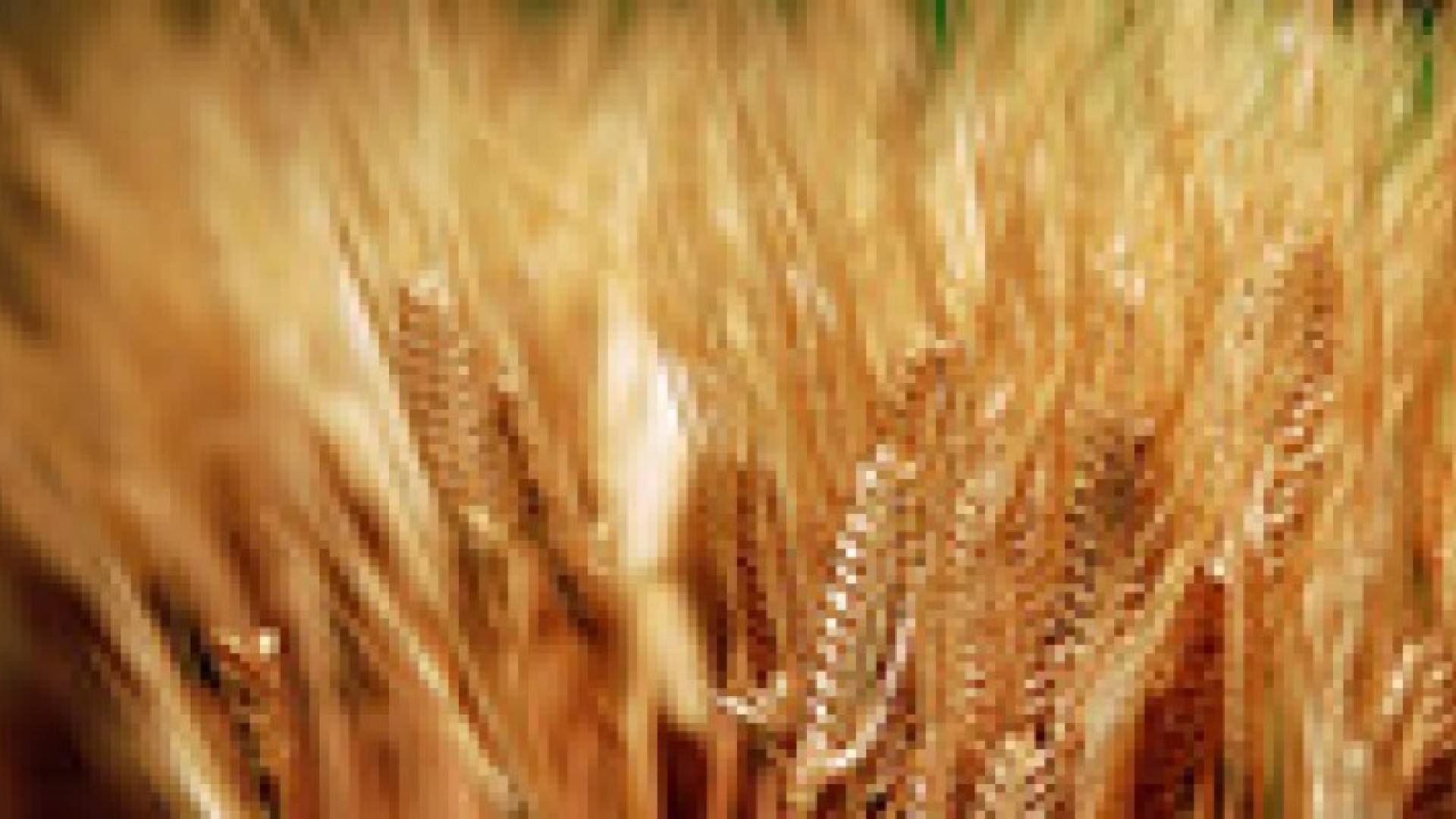 5 ملايين دينار دعم غير مباشر للقمح