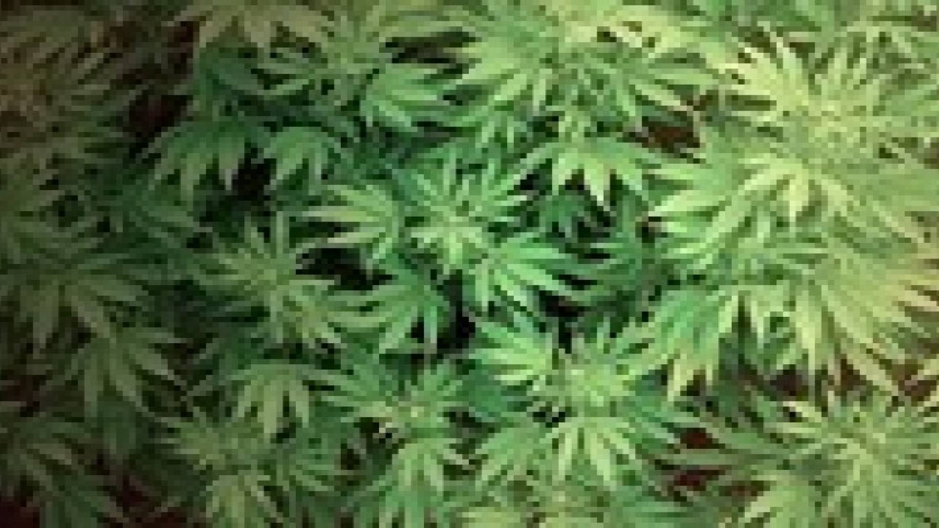 مرهم من الحشيش لعلاج حب الشباب