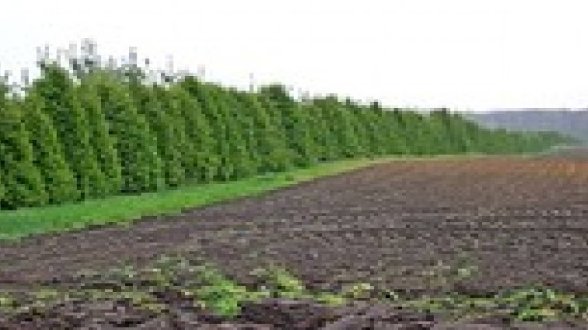 أهمية مصدات الرياح للنباتات والتربة.. تعرف عليها