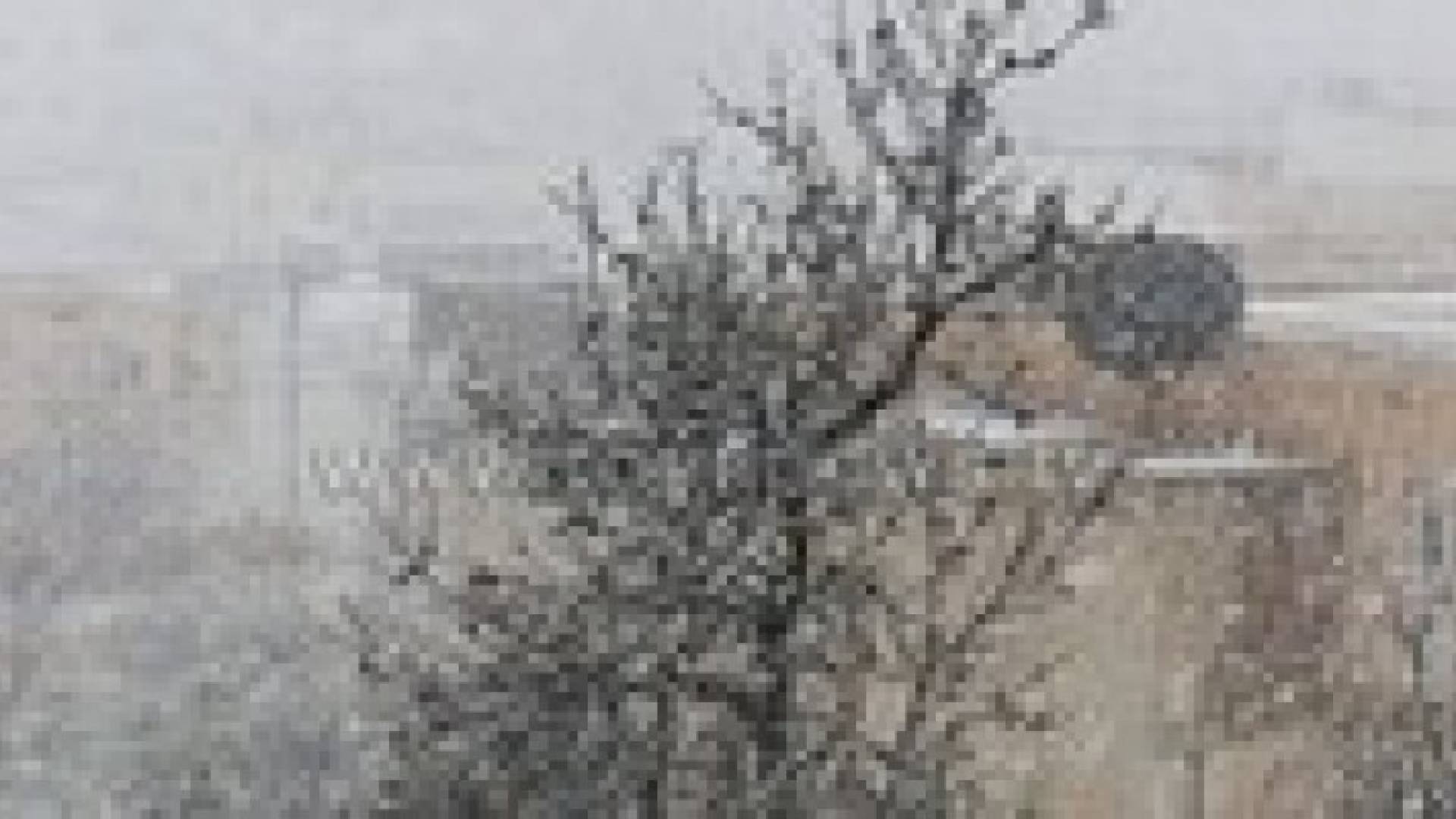 تساقط كثيف للثلوج على محافظة عجلون .. صور