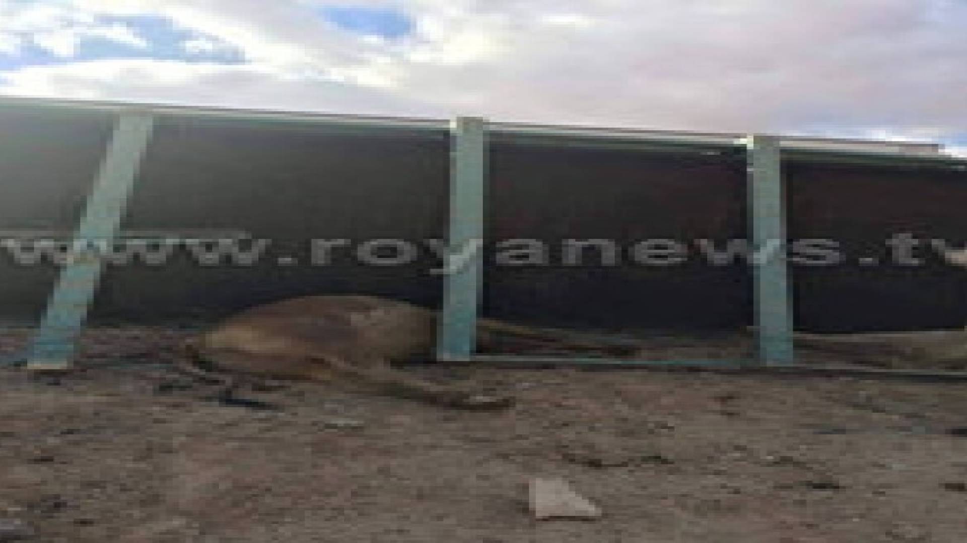 إصابة بإنقلاب شاحنة بالكرك ونفوق 4 جواميس