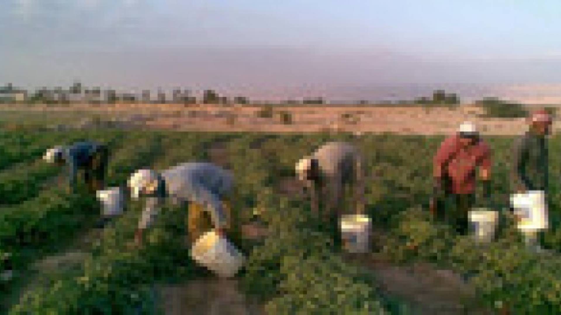 شباب الأغوار الجنوبية يهجرون الزراعة