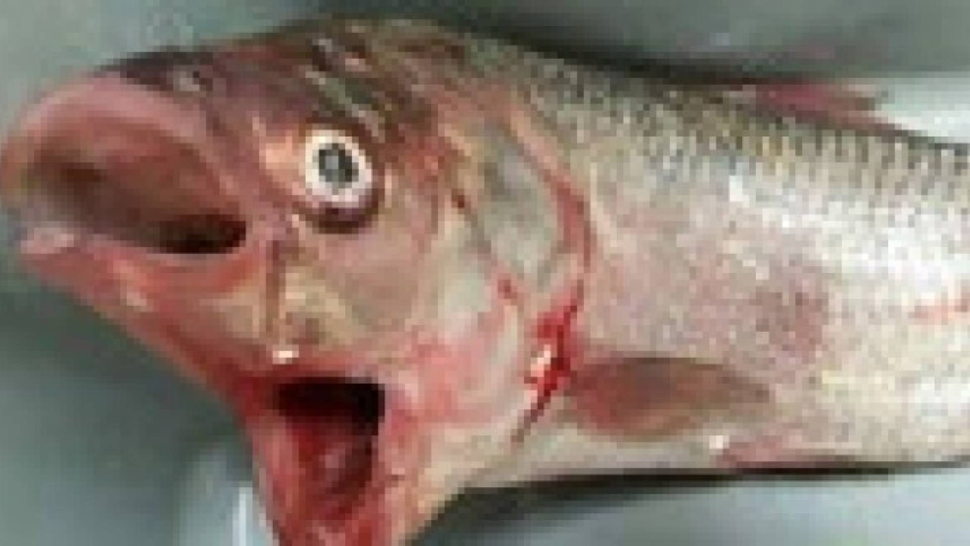 أسترالي يصطاد سمكة بفمين