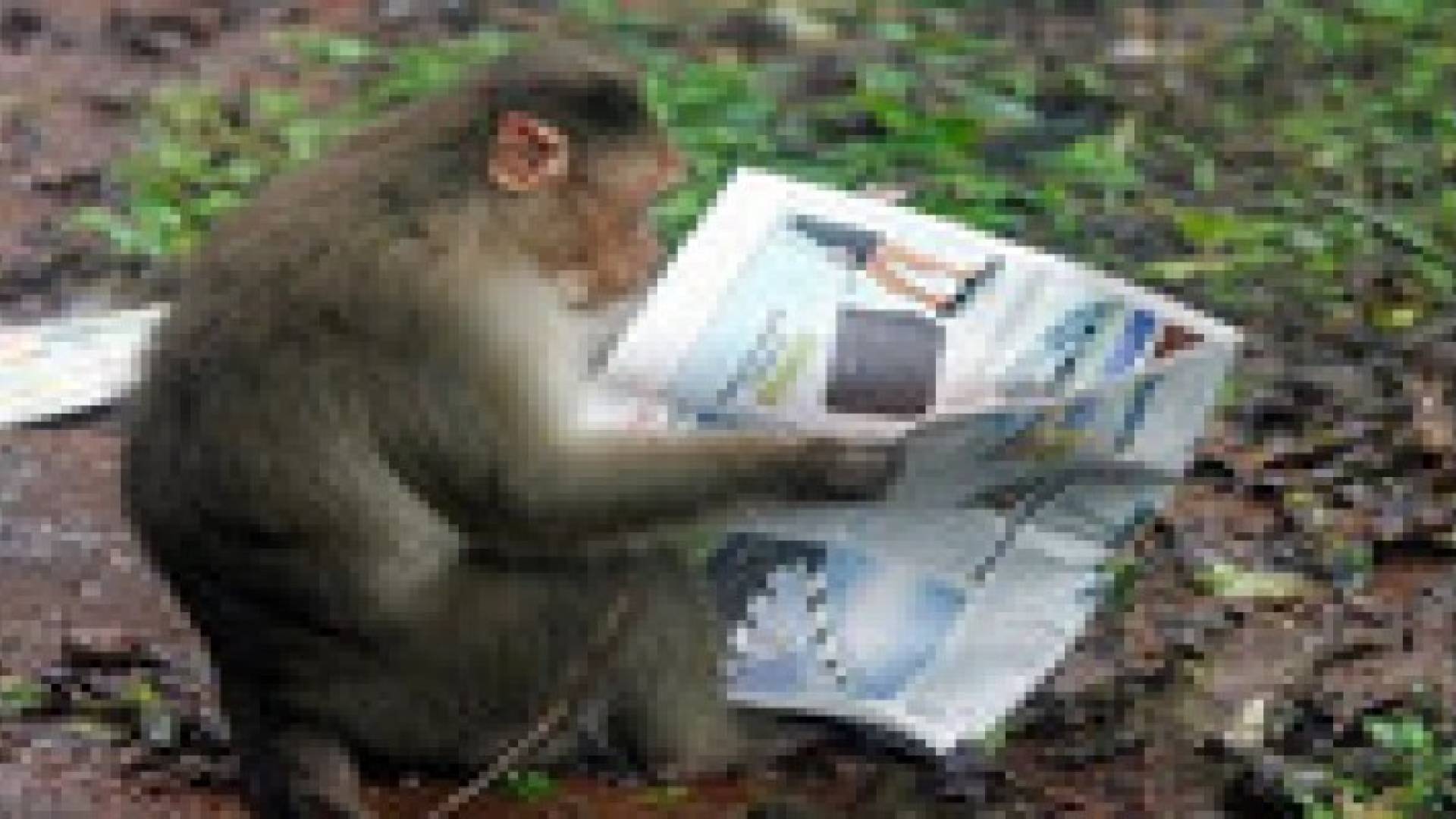 هنديان يوصيان بثروتهما.. لقرد