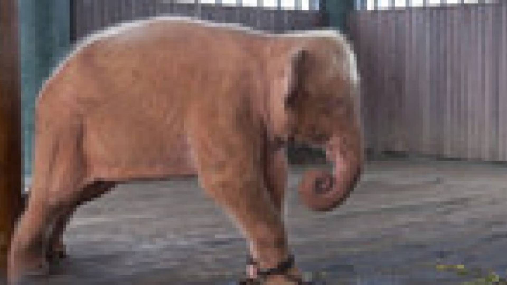 ميانمار تعثر على تاسع فيل أبيض