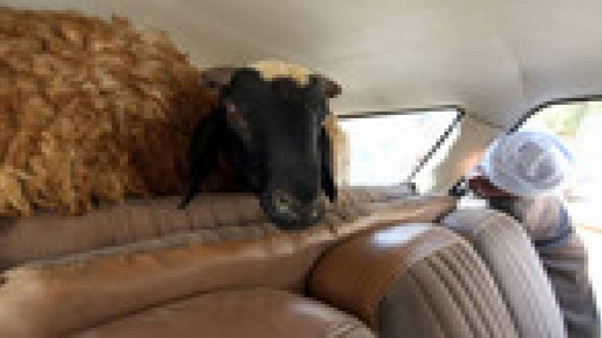 الغد: شخصيات متنفذة تهرب آلاف المواشي المريضة من سورية