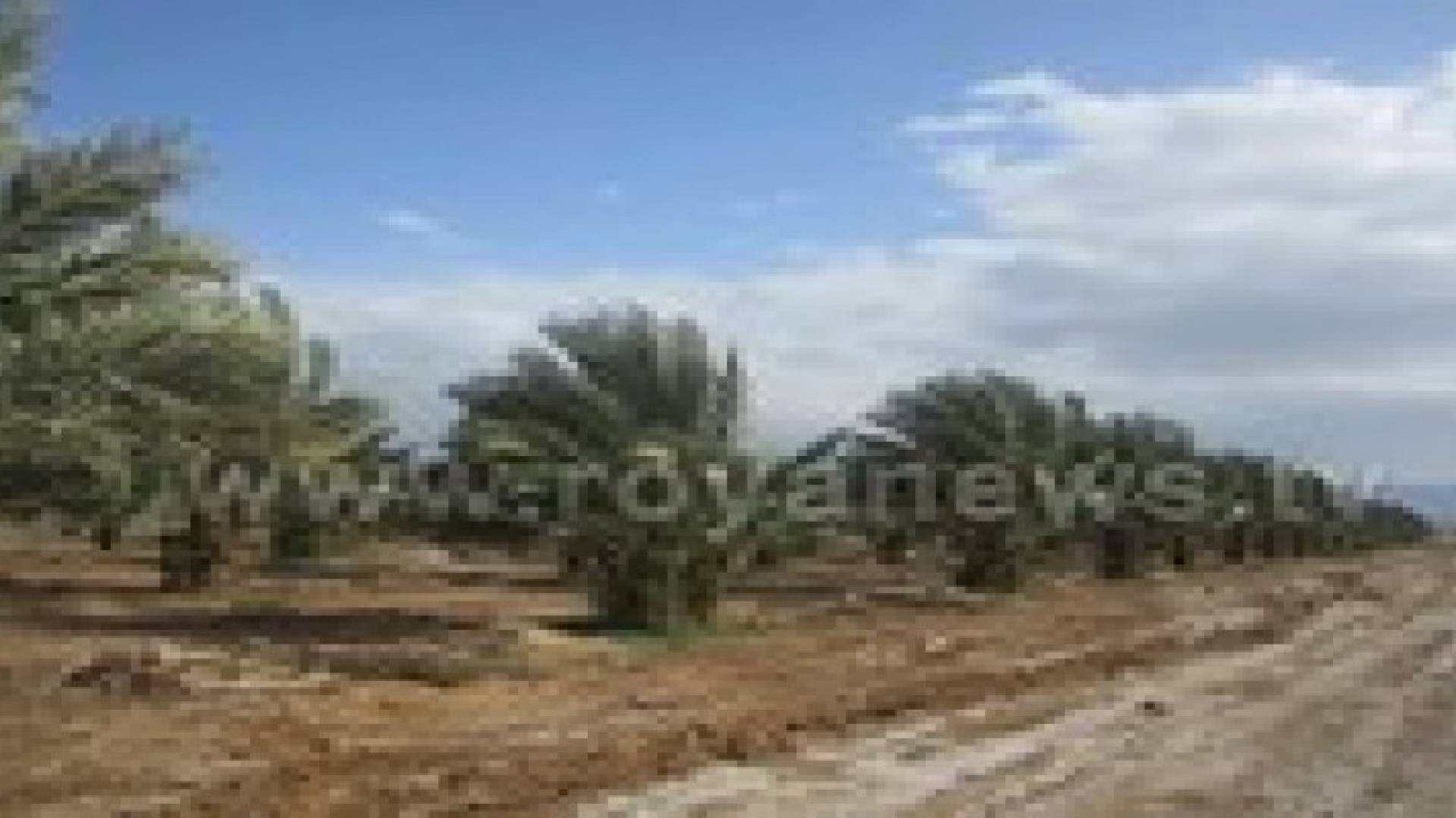 فلسطينيون ينجحون بزراعة تمر المجول المغربي