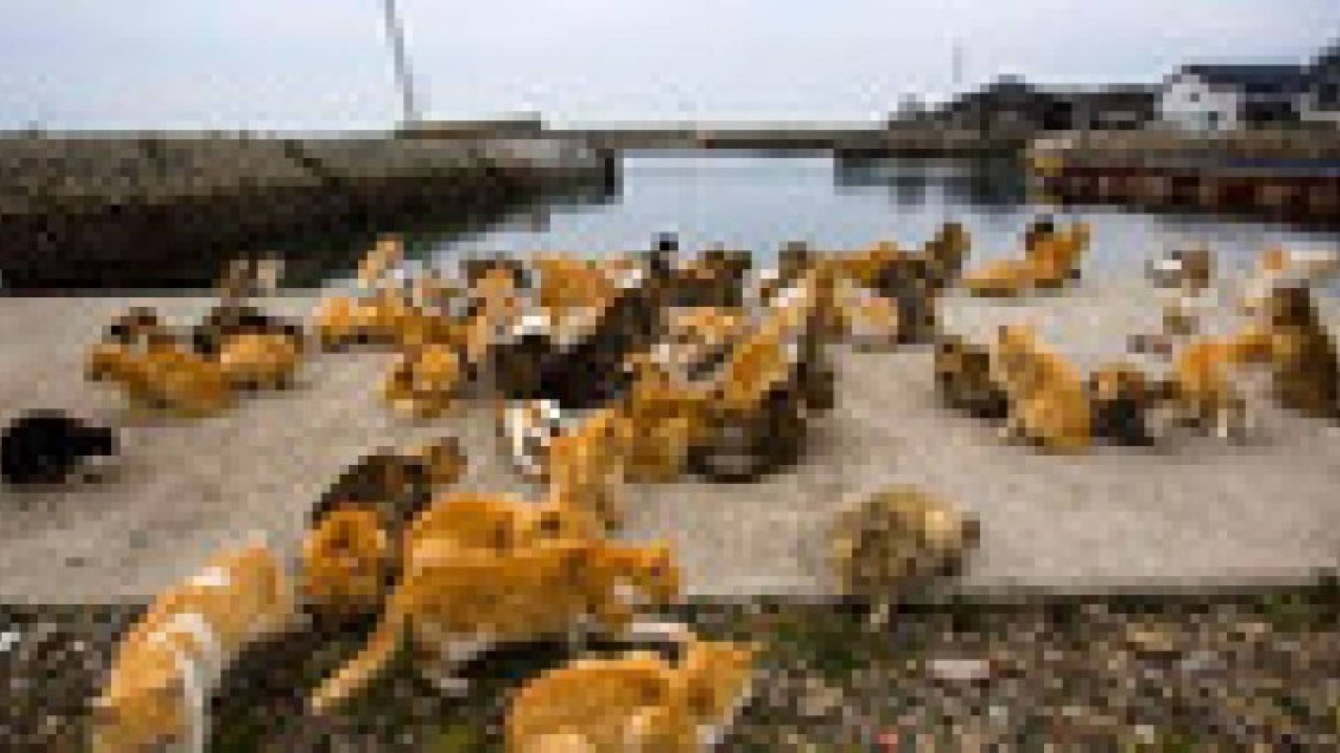 قطط "تستولي" على جزيرة يابانية