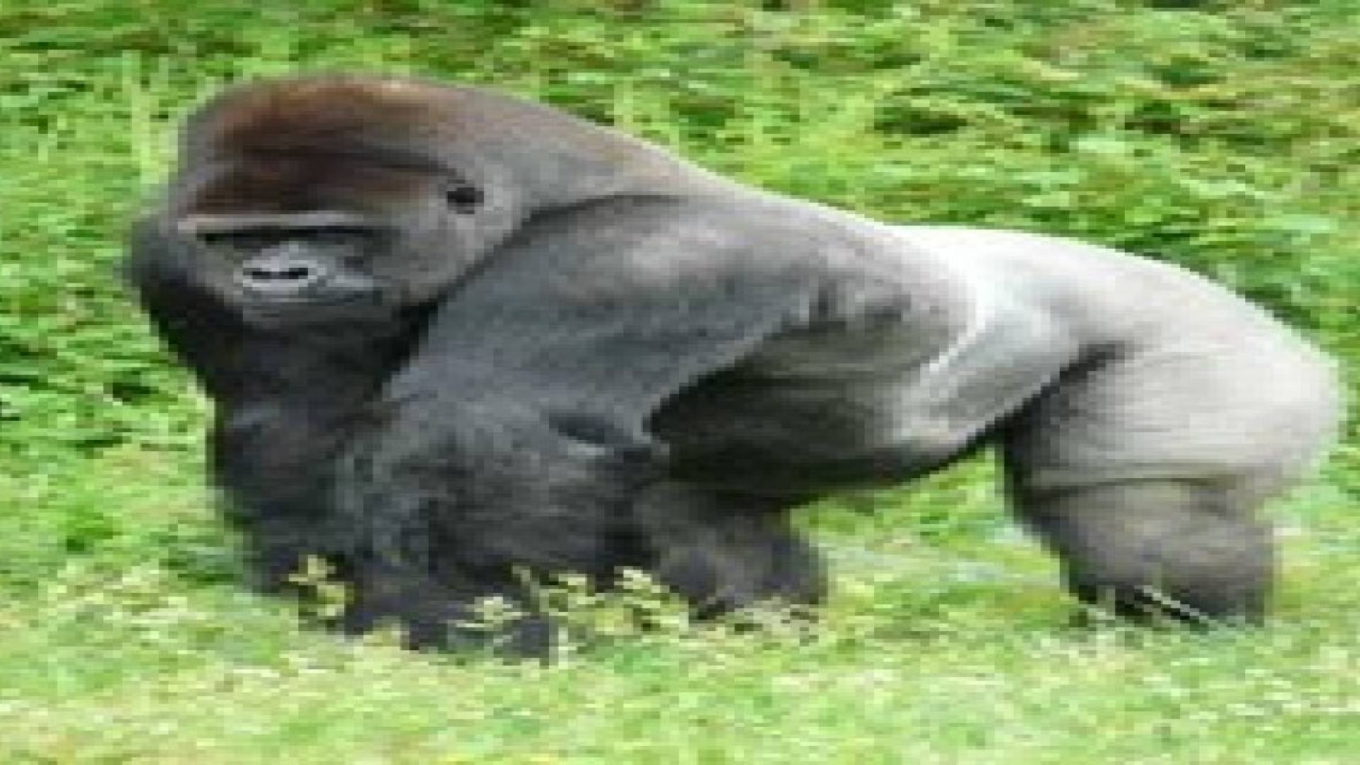 الغوريلا أصل نشأة نصف فيروسات الإيدز في العالم