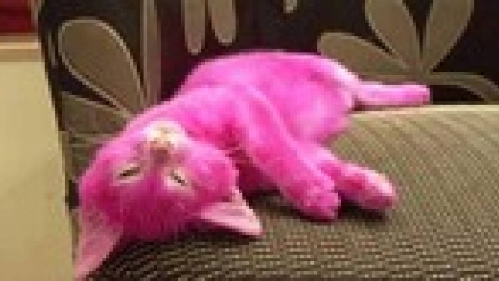 انتقادات لممثلة روسية صبغت قطتها وتسببت بنفوقها