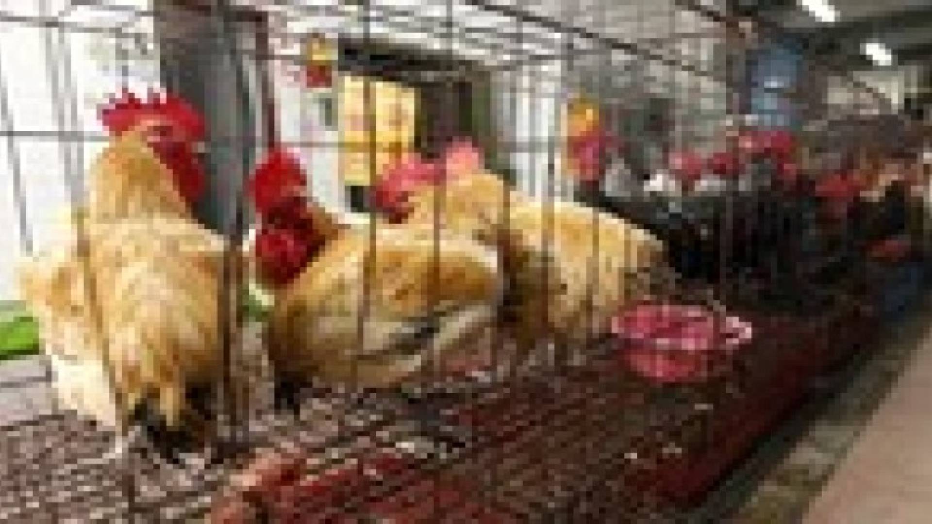 الصحة تنفي تسجيل حالة انفلونزا الطيور في جرش