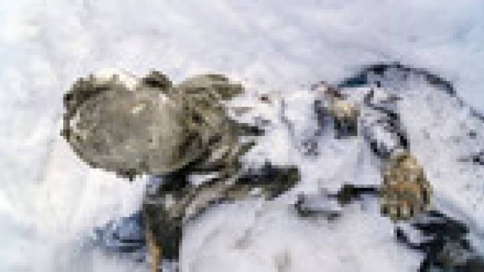 غموض حول مصير رفات متسلقين مفقودين منذ 55 عاما