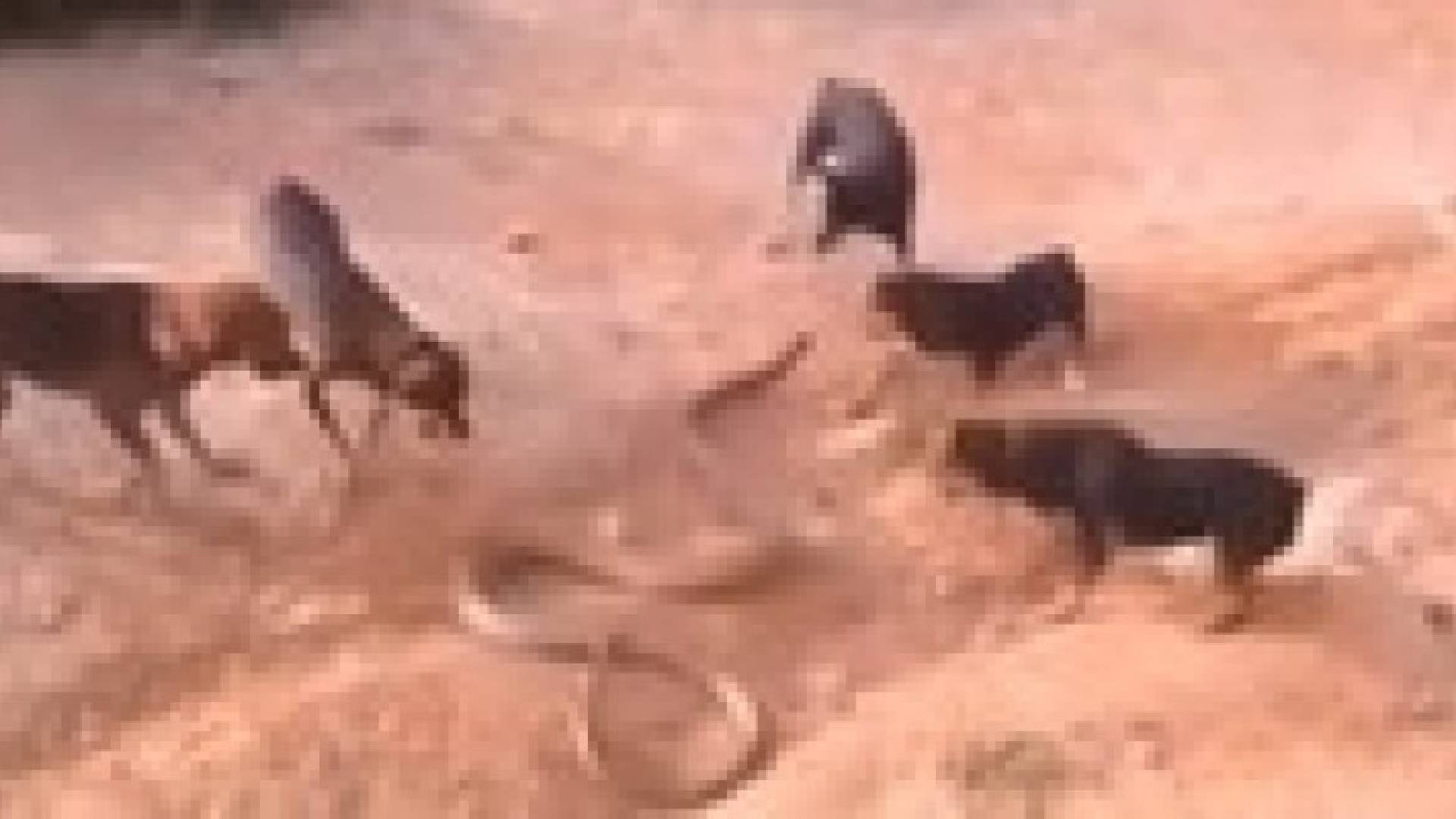 بالفيديو .. معركة بين كوبرا عملاقة وقطيع من الكلاب